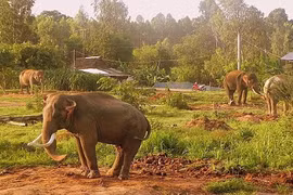 Adjustments to elephant conservation plan approved 