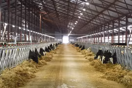 TH Group - in vitro fertilization (IVF) dairy farm pioneer