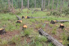 PM requires action be taken against illegal forest destruction, encroachment