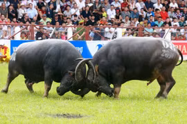 Do Son Buffalo Fighting Festival to come back late this month