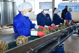 At Dong Giao Foodstuff Export JSC (Photo: nhandan.vn)