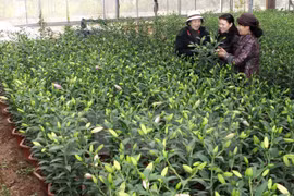 Sa Dec horticulture village busy preparing for Tet