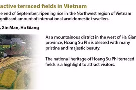 Beautiful terraced rice fields in Vietnam