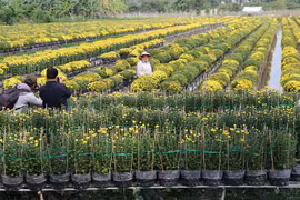 Sa Dec flower village