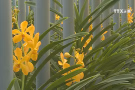 Flowers on set for lunar new year holiday