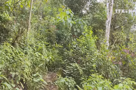Lai Chau preserves ancient Shan Tuyet tea tree