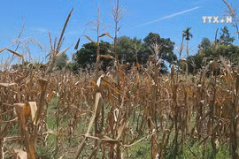 Ha Tinh province struggles to fight extreme weather condition