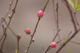 Peach blossoms show off beauty in Hanoi