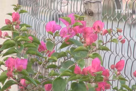 Nghe An craft villages on threshold of Tet holiday