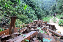 Southern localities review forest protection activities