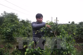 UNDP helps Vietnam build new growth model