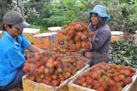 Dong Nai’s dried rambutan reaches French market