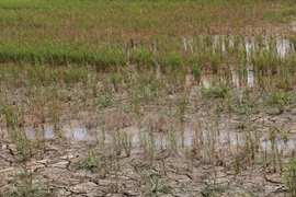 Big aid package approved to counter drought, saline intrusion 