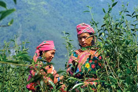 Ha Giang eyes tea sustainable development