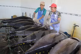 Tuna fishermen in Binh Dinh employ Japanese technologies 
