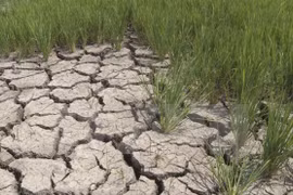  Low water levels threaten Hau Giang’s aquatic sector