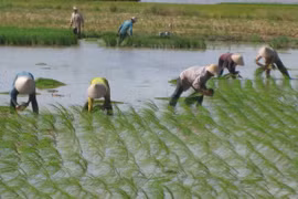 Japanese firm to pilot hi-tech rice farming in Ha Nam