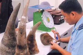  Synthetic rhino horns could not solve poaching problem