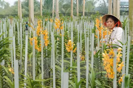 New orchid species found in Central Highlands 