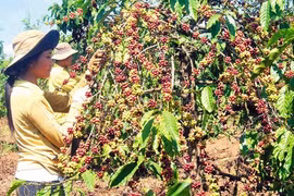 Dak Lak to replace fields of aging coffee trees