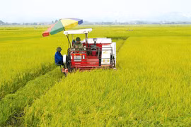 Lam Thao named first new rural district in northern mountainous region