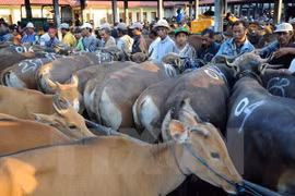 Vietnam - second largest cattle importer of Australia