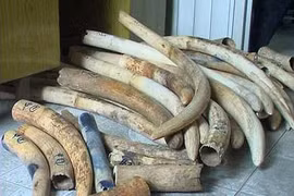 Thailand shows clear stance on ivory trade elimination