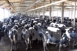 TH True Milk grabs attention at Russian int’l dairy forum 
