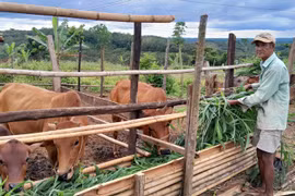 People in Bu Gia Map border district, after being given houses, are also given cows for economic development (Photo: VNA)