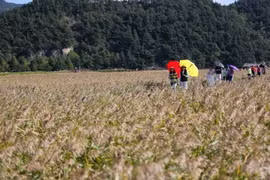 Tourists visit Suncheon Bay, the RoK (Photo: xinhua/VNA)