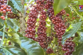 Nine agro export items surpass 1-billion-USD mark