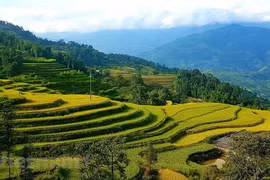 Hoang Su Phi Terraced Field Heritage Week returns
