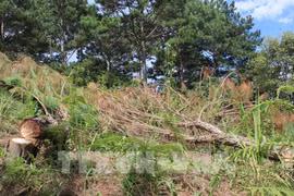 Central Highlands targets 49.2 percent in forest coverage in 2030 
