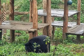 Ninh Binh bear sanctuary attractive to foreign tourists