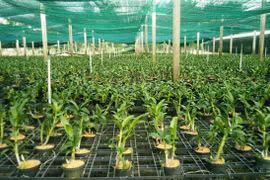 HCM City to build plant variety, animal breeding centres