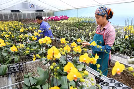 Hanoi mobilises over 508 million USD for new-style rural building in H1
