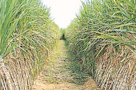 Thailand promotes bioeconomy