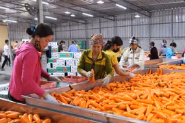 Agriculture needs more investment in processing industry