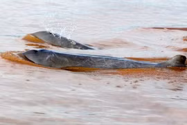 Cambodia to seek UNESCO recognition for dolphin areas 