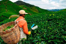 Malaysia to adopt smart farming 