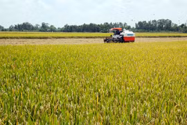 VFA demands priority clearance for rice stuck at ports