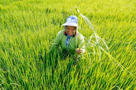 Thailand eyes green agriculture