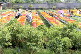 Dong Thap's flower, ornamental plant output surges 