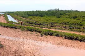 Wetland nature reserve founded in Thai Binh province
