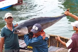 Fishery sector works to remove IUU yellow card warning