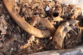 Over two tonnes of ivory and pangolin scales seized