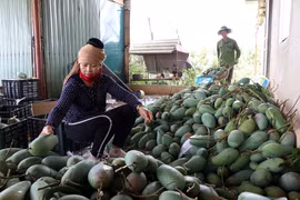 Son La ships 30 tonnes of fresh mangoes to US