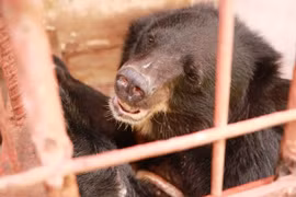 Joint efforts made to crack down wildlife cybercrime