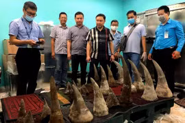 Over 90kg of suspected rhino horns seized at Tan Son Nhat airport 