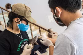 Rare, endangered animals handed over to authorities